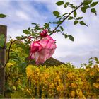 die letzten Rosen im Weinberg