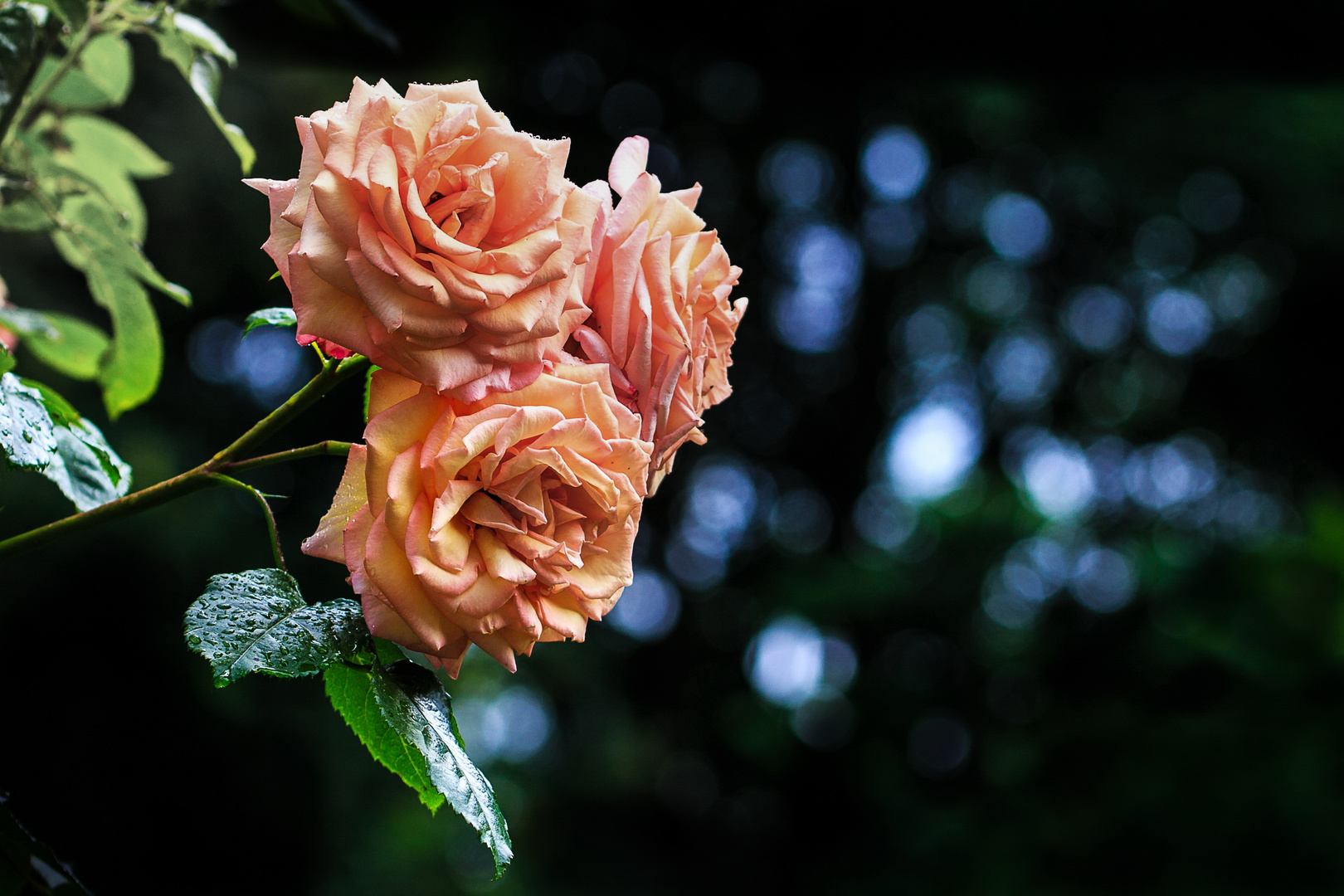 Die letzten Rosen in unserem Garten