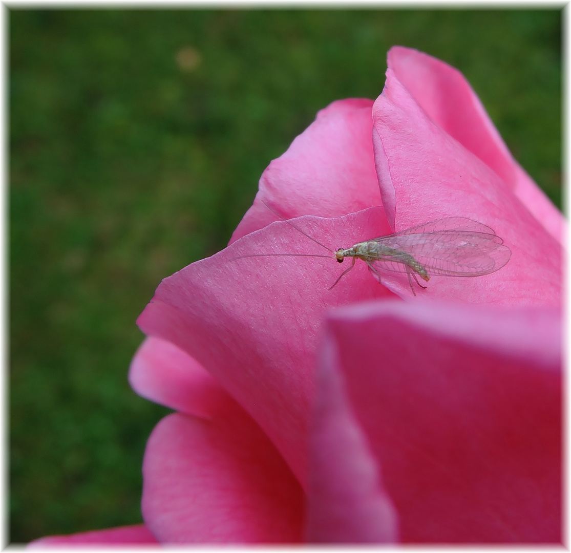 Die letzten Rosenbesucher