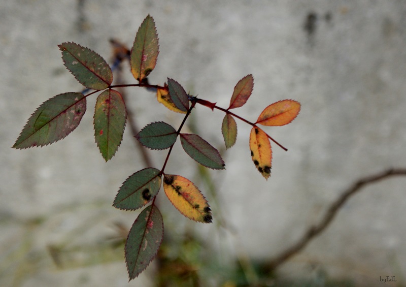 Die letzten Rosenblätter