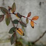 Die letzten Rosenblätter