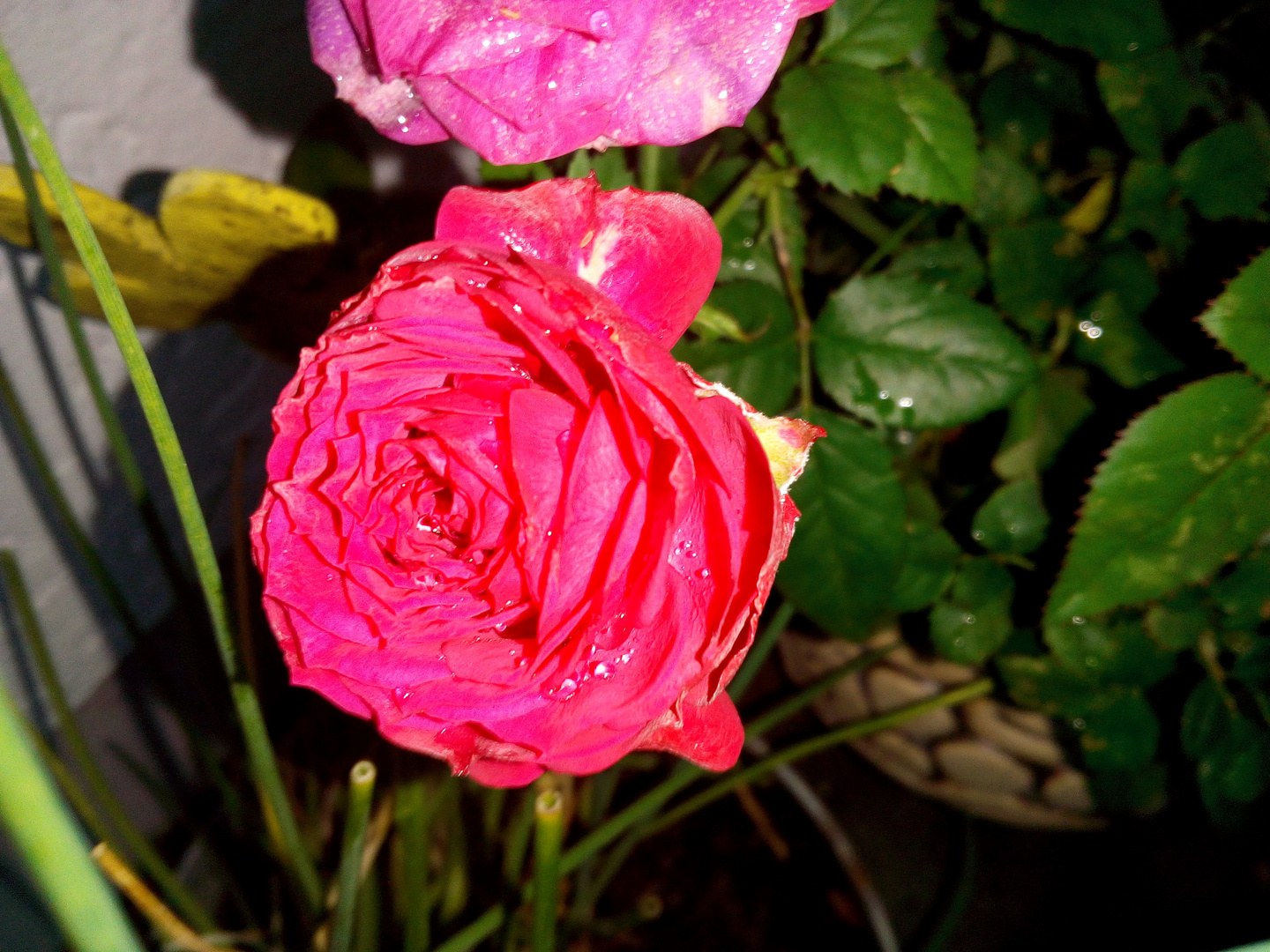 Die letzten Rosenblüten