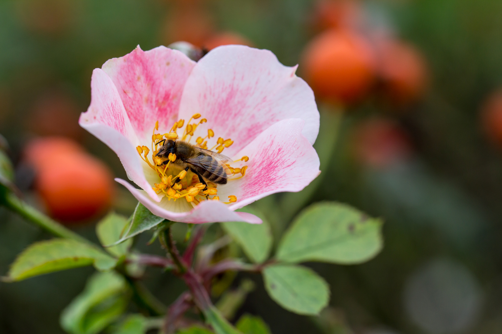 Die letzten Rosenblüten..