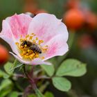 Die letzten Rosenblüten..