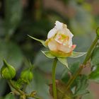 Die letzten Rosenblüten für dieses Jahr?