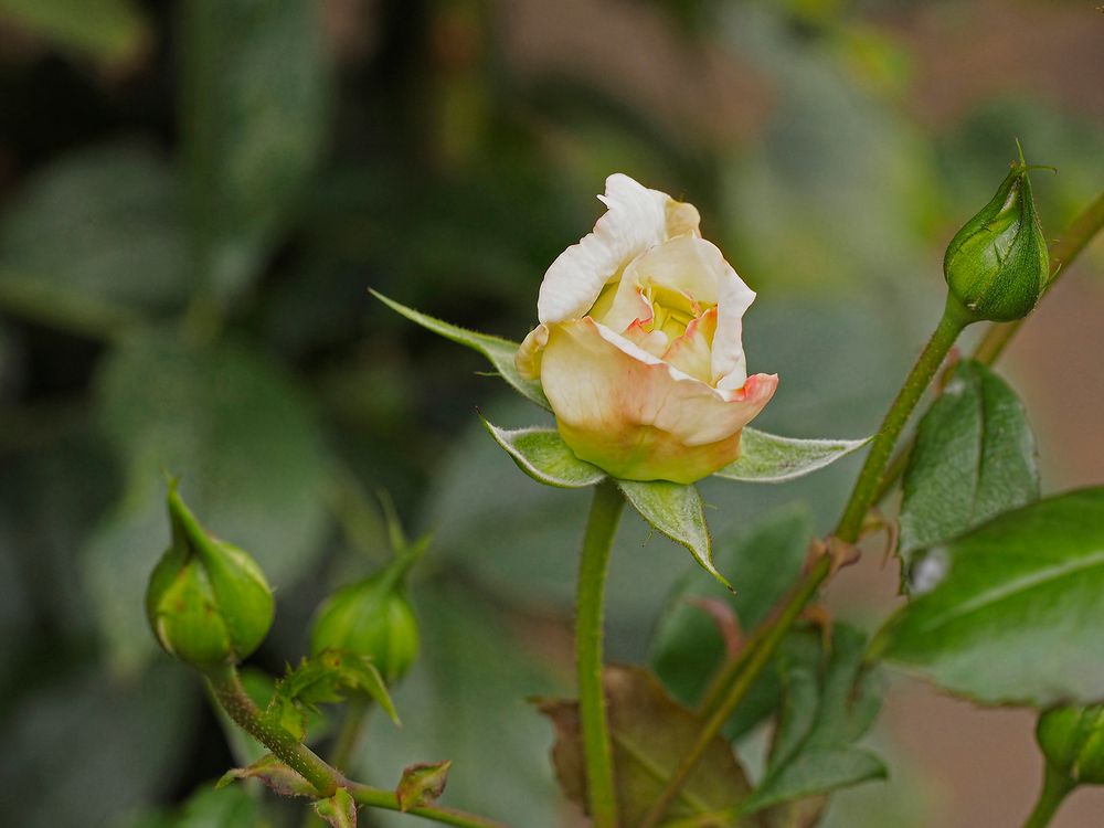 Die letzten Rosenblüten für dieses Jahr?