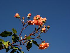 Die letzten Rosenbüten für 2008 ....