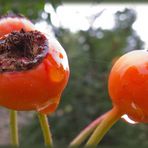 Die letzten Rosenknospen im Herbst