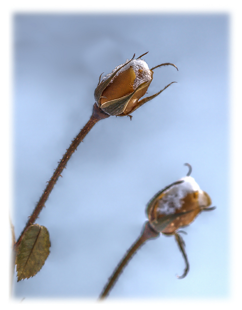 Die letzten Rosenknospen vor dem Winter