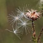 Die letzten Samen einer Pusteblume...