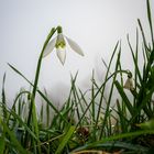 Die letzten Schneeglöckchen für heuer