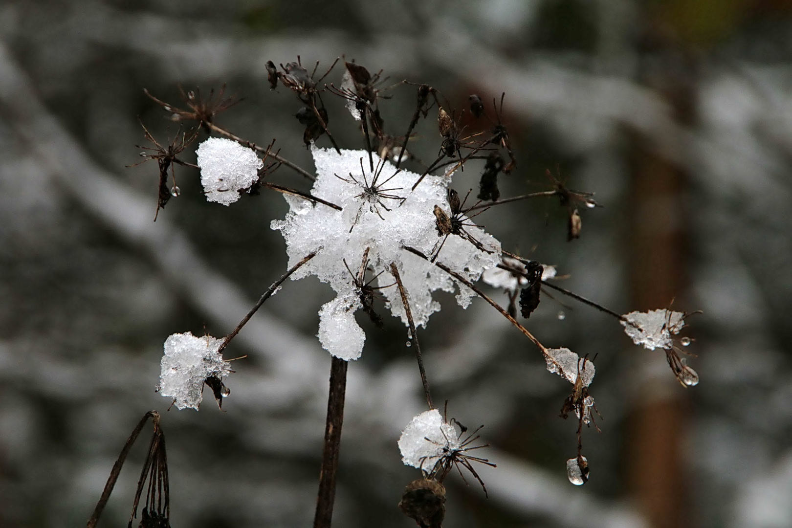 die letzten Schneereste