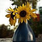 Die letzten schöne Sonnenblumen