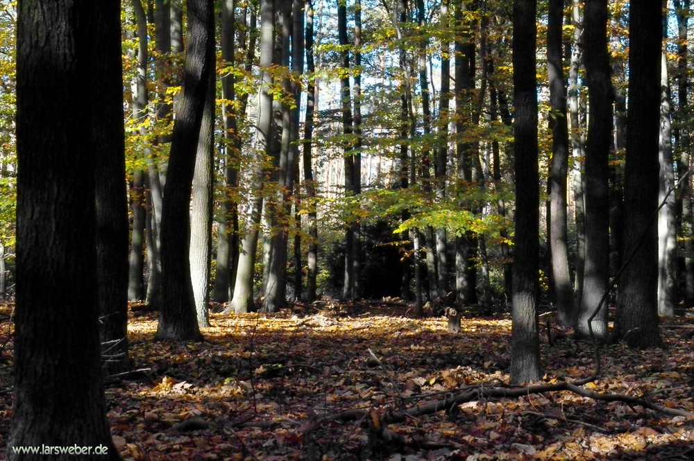 Die letzten schönen Herbstage im Buchenwald - Fläming