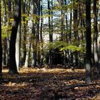 Die letzten schönen Herbstage im Buchenwald - Fläming