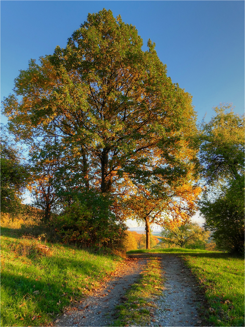 Die letzten schönen Herbsttage..... 