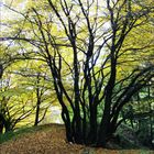 Die letzten schönen Tage im Herbst