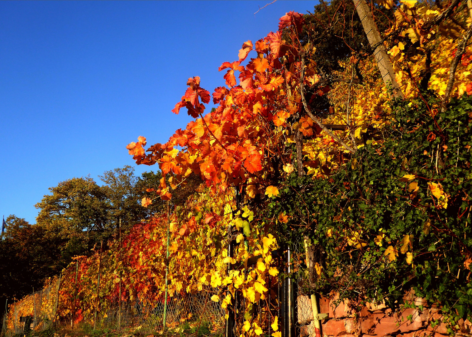 Die letzten schönen Weinblätter am Weinberg Wanderweg