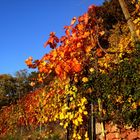 Die letzten schönen Weinblätter am Weinberg Wanderweg