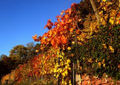 Die letzten schönen Weinblätter am Weinberg Wanderweg