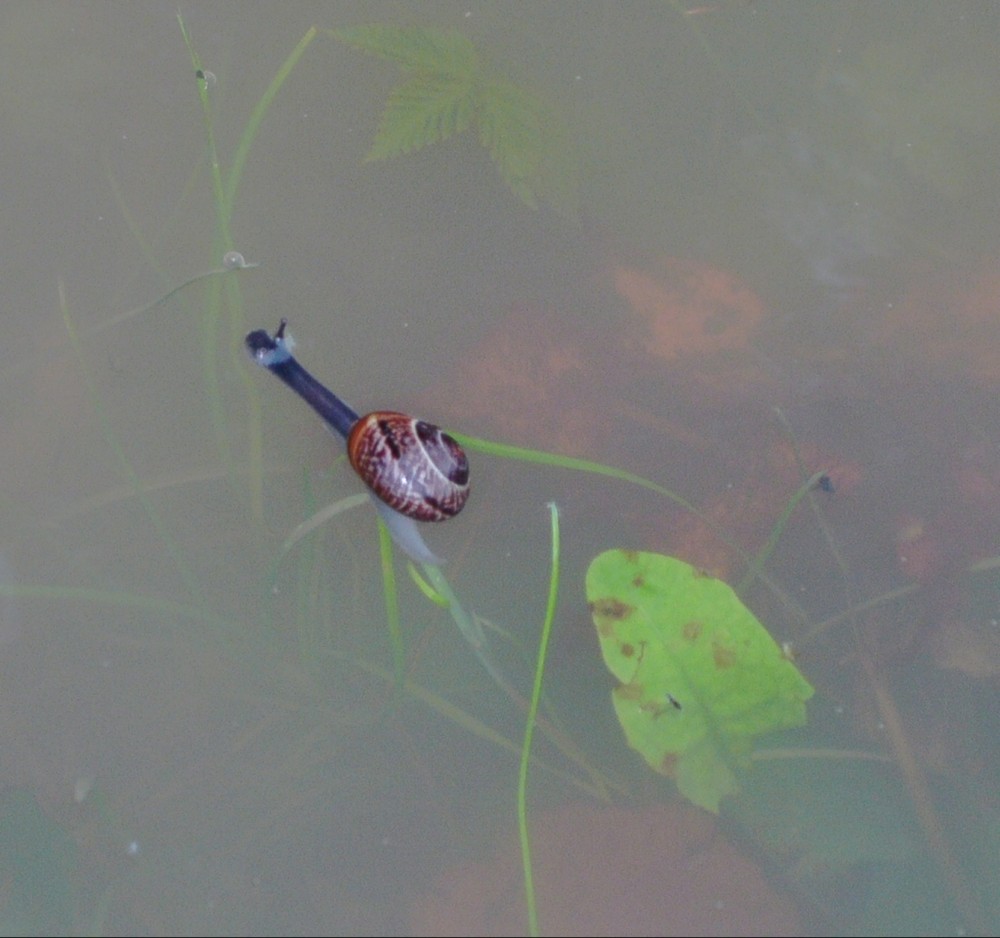 die letzten Schwimmversuche einer Schnecke