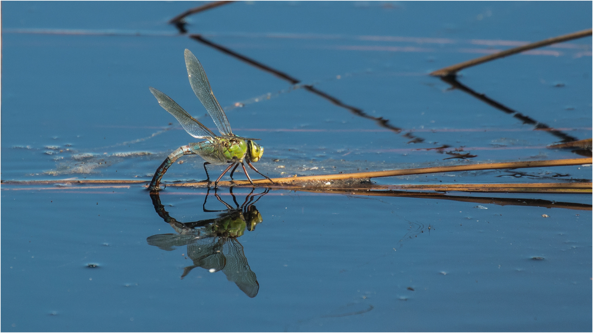 die letzten Sekunden im Leben einer Königslibelle - anax imperator -