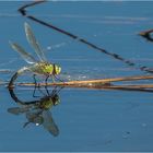 die letzten Sekunden im Leben einer Königslibelle - anax imperator -