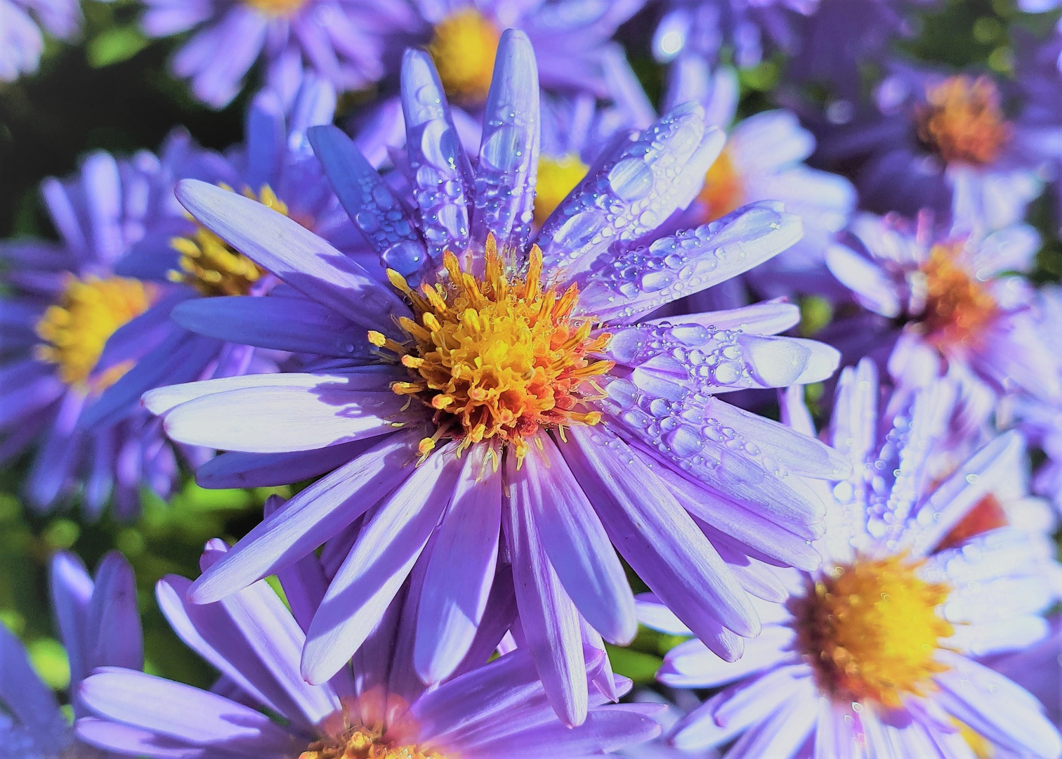 ...die letzten Sommerblüten...