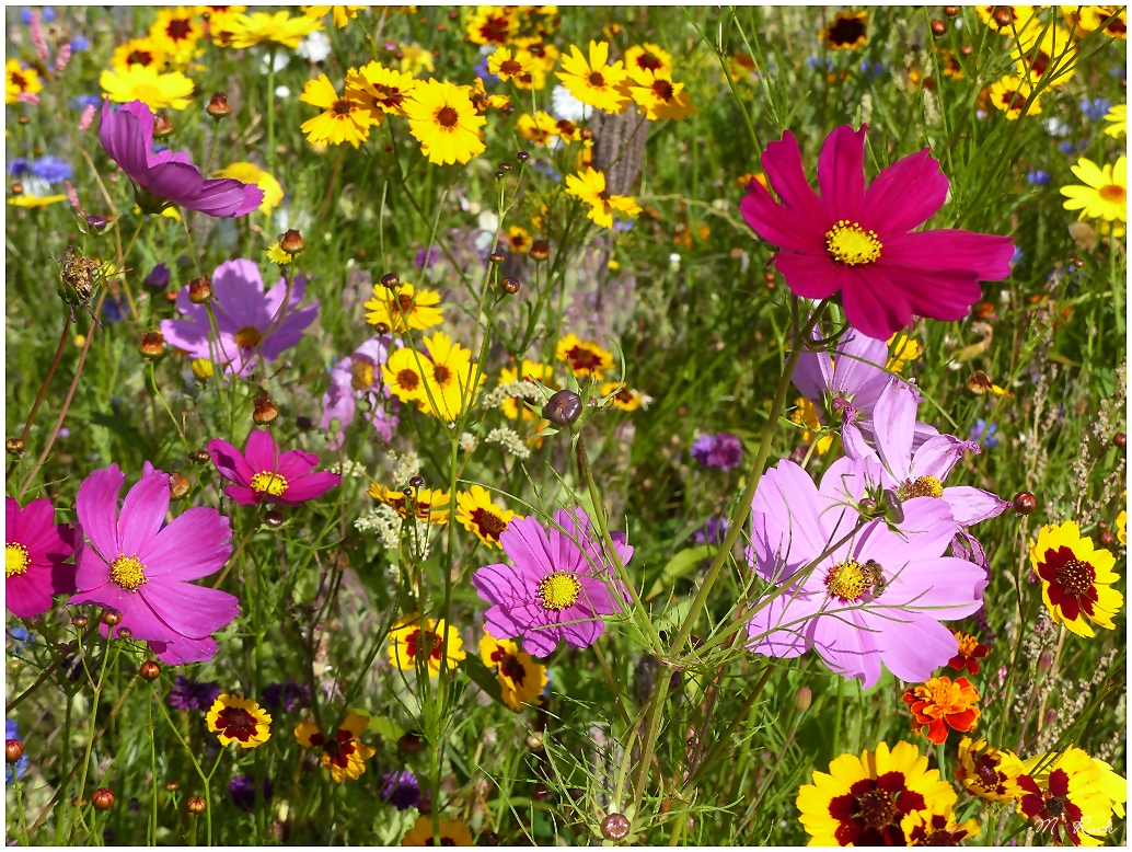 Die letzten Sommerblüten ,