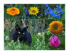 DIE LETZTEN SOMMERBLUMEN