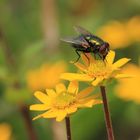 ++ Die letzten sommerlichen Speiseplätze,.......... ++