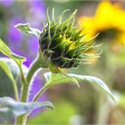 Die letzten Sonnenblumen 2023