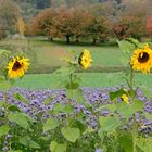 ......die letzten Sonnenblumen,