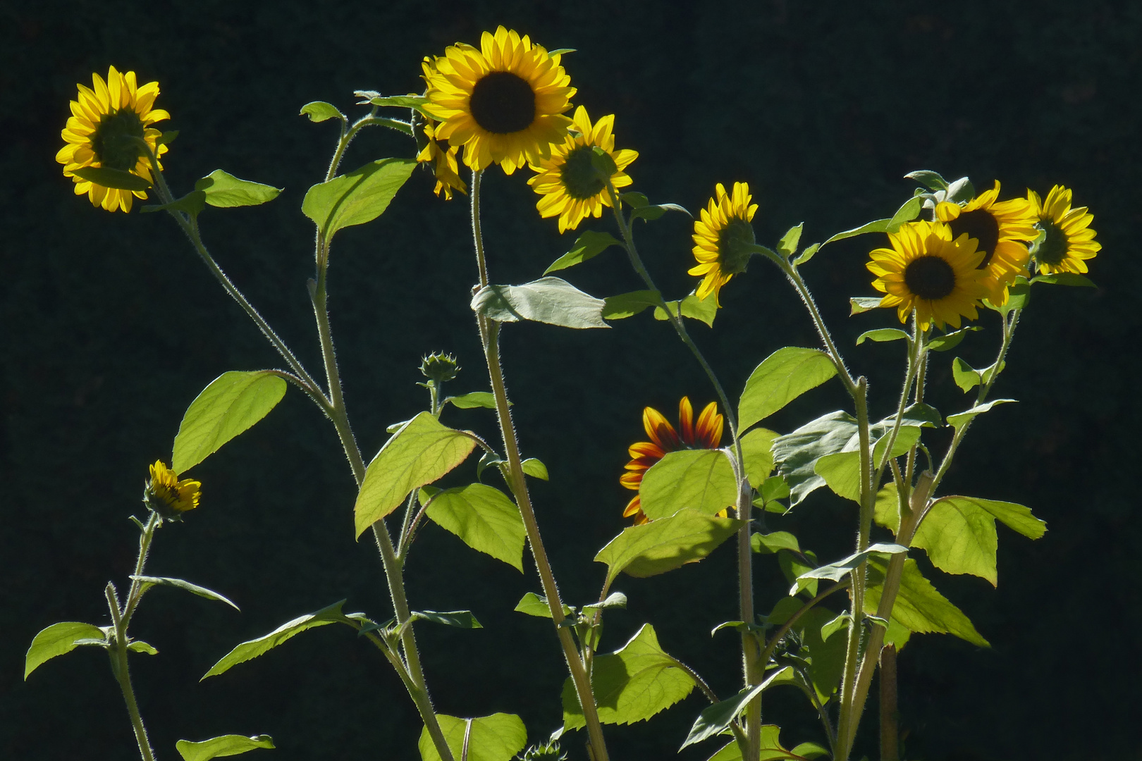 Die letzten Sonnenblumen