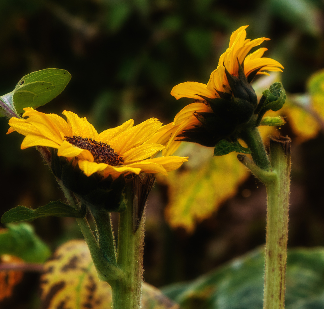 Die letzten Sonnenblumen