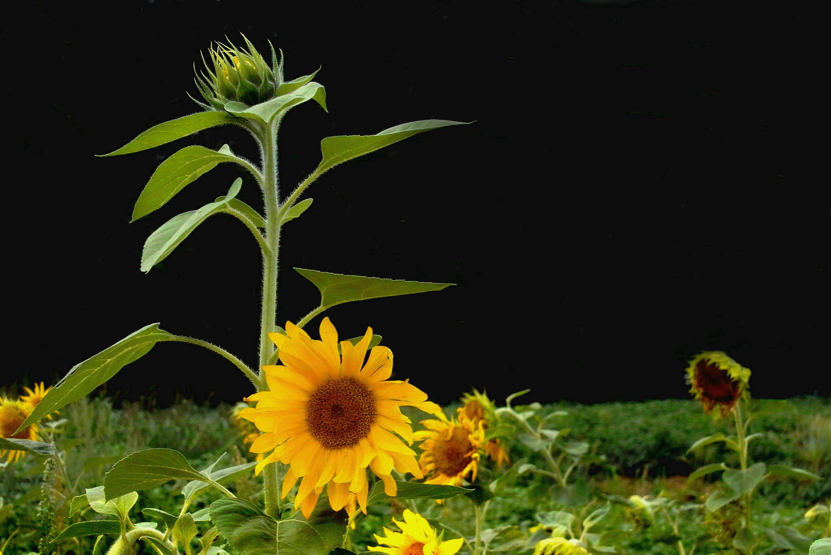 Die letzten Sonnenblumen am Feldrand.