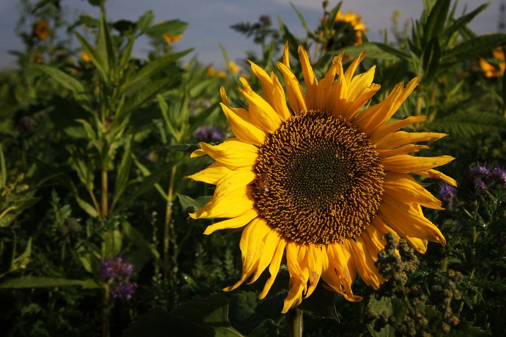 die letzten Sonnenblumen