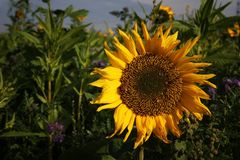die letzten Sonnenblumen
