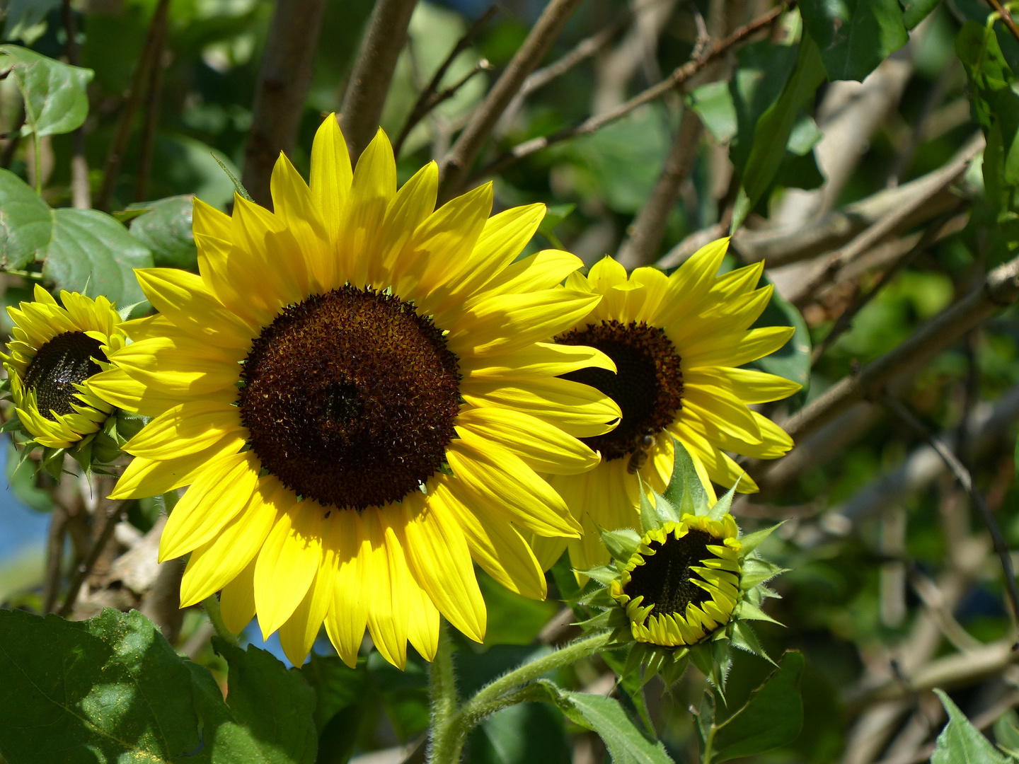 die letzten Sonnenblumen