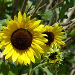 die letzten Sonnenblumen