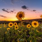 Die letzten Sonnenblumen im Jahr 2019