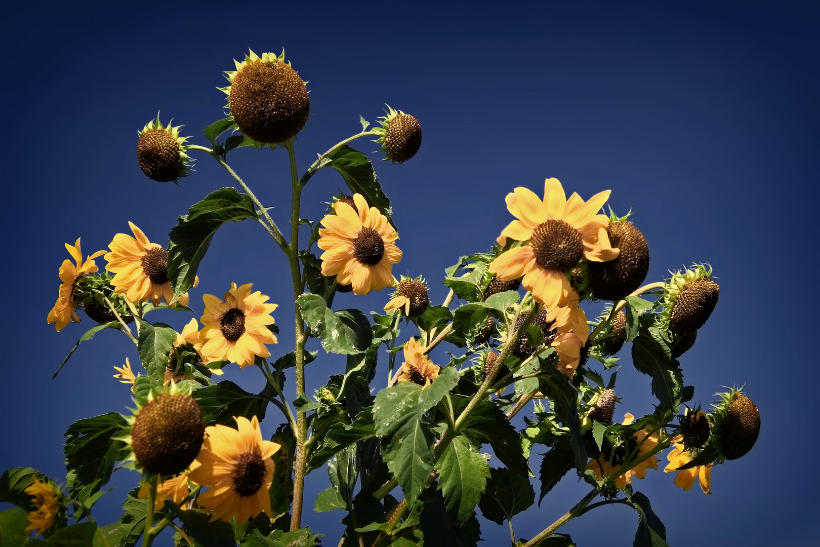 Die letzten Sonnenblumen im Wind