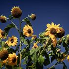 Die letzten Sonnenblumen im Wind