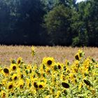 die letzten Sonnenblumen werden ihrem Namen gerecht 