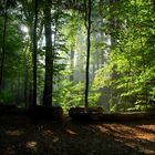 Die letzten Sonnensrahlen