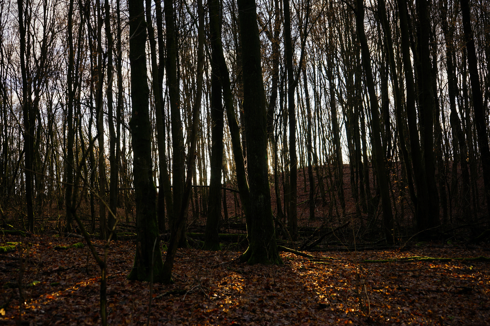 Die letzten Sonnenstahlen