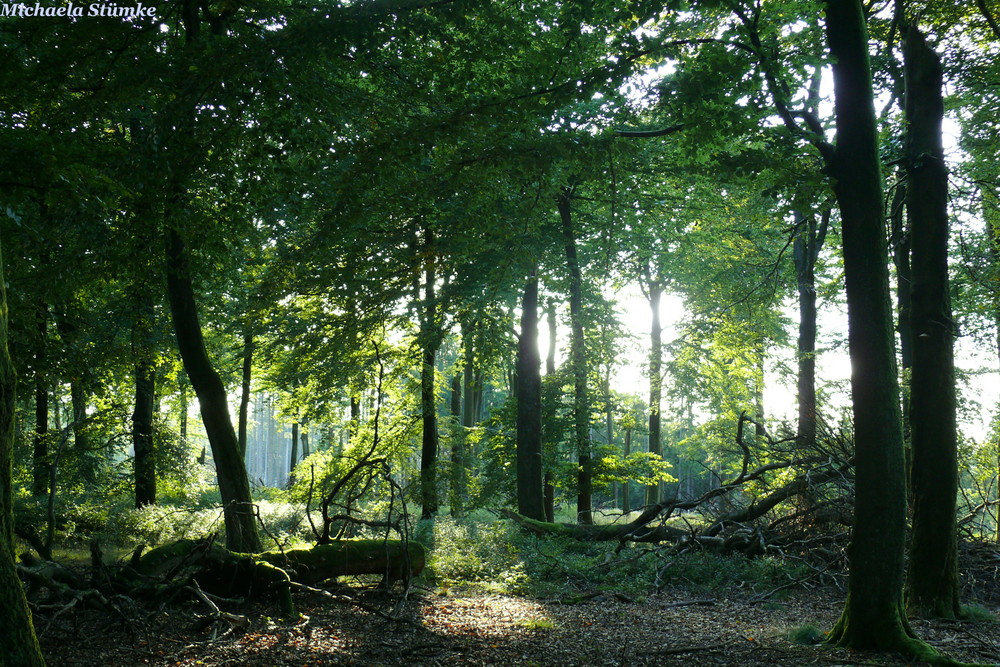 Die letzten Sonnenstrahlen... 2