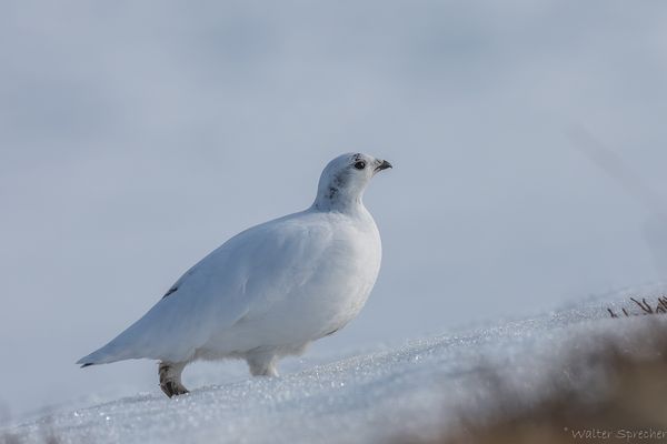 Die letzten Sonnenstrahlen