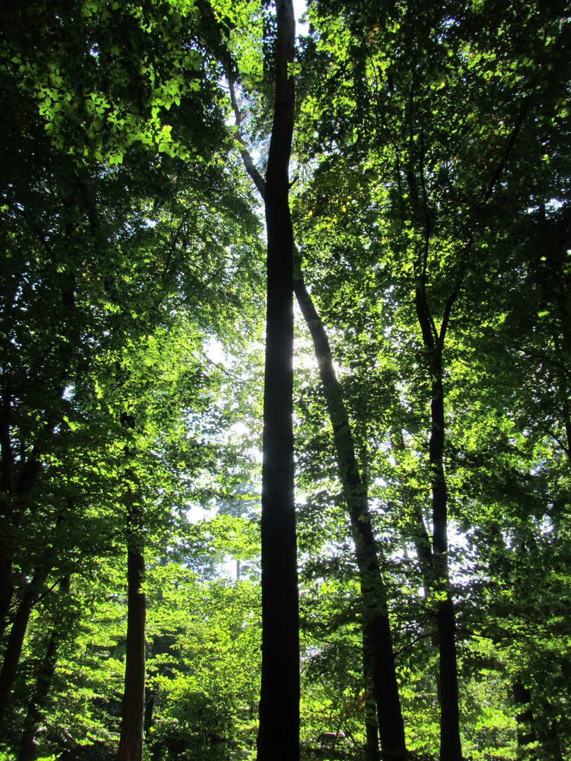 Die letzten Sonnenstrahlen