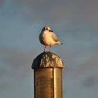 Die letzten Sonnenstrahlen